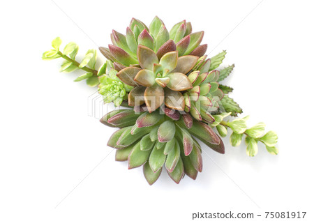 Mix of green and red succulent flowering plant arrangement top view, 75081917
