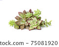 Mix of green and red sedum echeveria succulent plants centerpiece arrangement 75081920