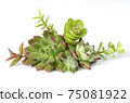 Mix of green and red succulent flowering plant centerpiece arrangement 75081922