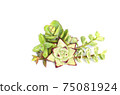 Green with red margin succulent plants arrangement on white background 75081924