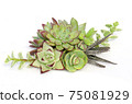 Mix of green and red succulent flowering plant centerpiece arrangement on white background 75081929