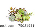 Mix of green and red succulent flowering plant arrangement on white background 75081931