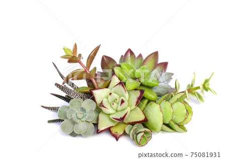 Mix of green and red succulent flowering plant arrangement on white background 75081931
