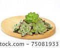 Green with red margin succulent flowering plants arrangement on wooden board 75081933