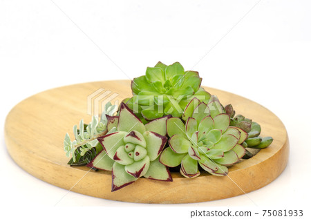Green with red margin succulent flowering plants arrangement on wooden board 75081933