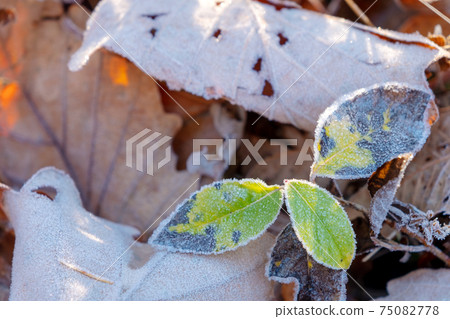 Leaves frosted by radiative cooling (Onhara Plateau) Leaves frosted by radiative cooling (Onhara Plateau) 75082778