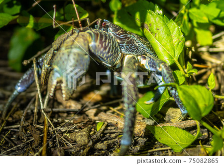 coconut crab coconut crab 75082865