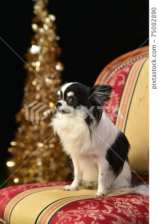 Chihuahua recommended for Christmas 75082890