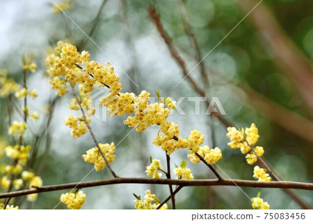 Mountain pepper: Ma (scientific name: Litsea cubeba) Mountain pepper: Ma (scientific name: Litsea cubeba) 75083456