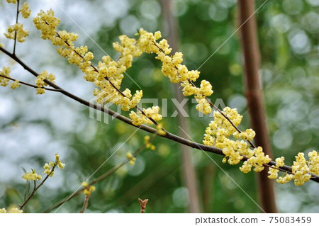 山胡椒:馬告(學名:Litsea cubeba) 山胡椒:馬告(學名:Litsea cubeba) 75083459