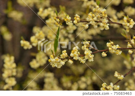 Mountain pepper: Ma (scientific name: Litsea cubeba) 75083463