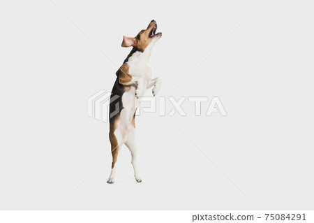 Happy Estonian Hound dog posing isolated over white background. 75084291