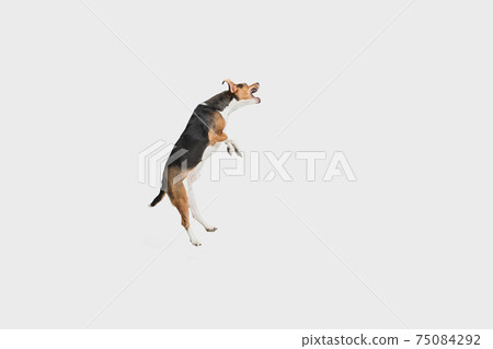 Small funny dog jumping isolated over white background. Copyspace for ad. 75084292