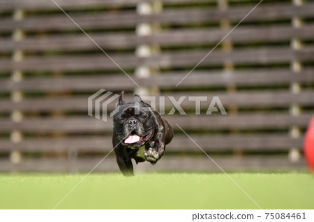 French bulldog playing in dog run 75084461