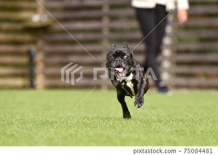 French bulldog playing in dog run French bulldog playing in dog run 75084481