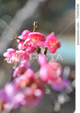 小白 小白 75084506