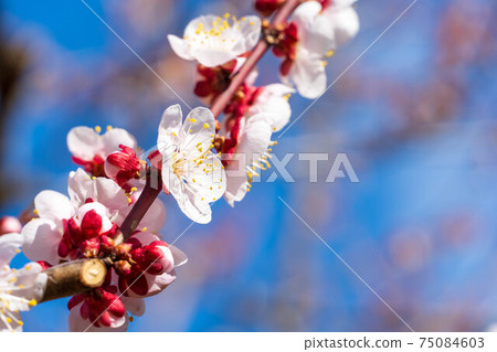Iwama-san Park的梅花園 75084603