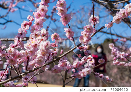 Iwama-san Park's plum garden 75084630