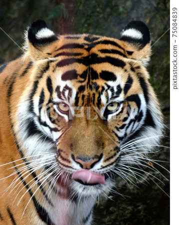 Gaze, tongue licking, Sumatran tiger 75084839