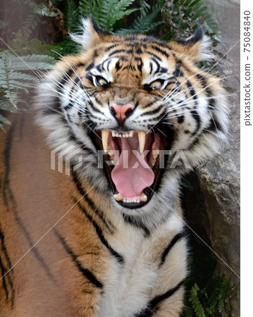 Menacing Sumatran tiger 75084840