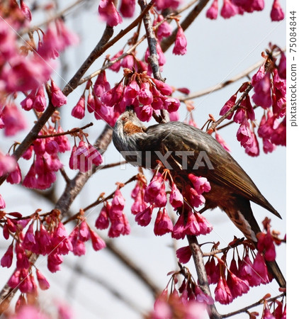 Cold scarlet cherry blossoms in full bloom, bulbul and prunus campanulata Cold scarlet cherry blossoms in full bloom, bulbul and prunus campanulata 75084844