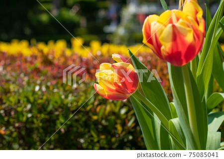 都市花園 士林官邸 鬱金香季節性花展 75085041