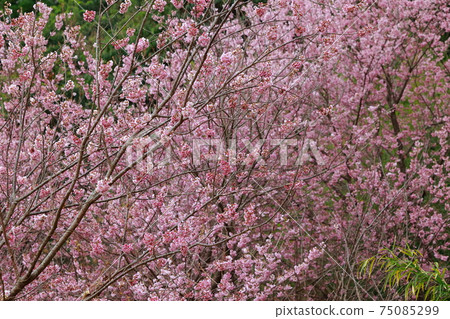 Snow-breaking cherry blossoms on Mt. Kuwata in Susaki 75085299