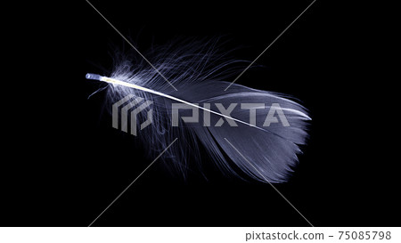 Feather texture. Nature abstract bird feather closeup isolated on black background in macro photography. Glamorous sophisticated airy artistic image on soft blurred background. Feather texture. Nature abstract bird feather closeup isolated on black background in macro photography. Glamorous sophisticated airy artistic image on soft blurred background. 75085798