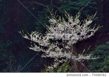 盛開紅白櫻花風景,在台灣山上 75086362