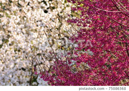 盛開紅白櫻花風景,在台灣山上 75086368
