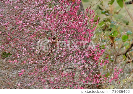 盛開紅白櫻花風景,在台灣山上 75086403