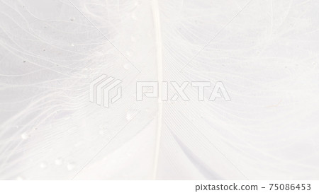 Feather banner. Multicoloured pastel angel feather closeup texture on white background in macro photography. Glamorous sophisticated airy artistic image on soft blurred background. 75086453