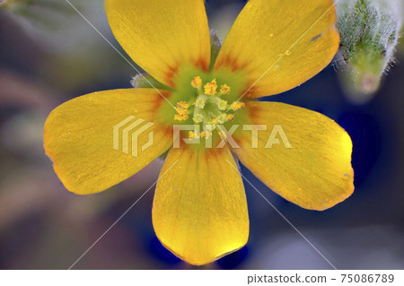 Close-up photo of Oxalis flowers collected in the mountains of Hyogo Prefecture 75086789