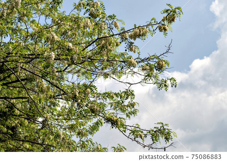 Black locust flowers blooming in the forests of Sanda City, Hyogo Prefecture 75086883