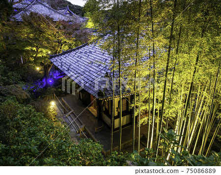 Kamakura / Hasedera Kyozo and autumn leaves special nighttime illumination Kamakura / Hasedera Kyozo and autumn leaves special nighttime illumination 75086889