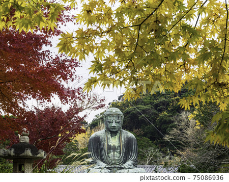 鎌倉古德院鎌倉大佛和秋葉 75086936