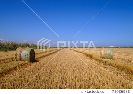 Stacked packages of straw in a stubble field. Stacked packages of straw in a stubble field. 75086988