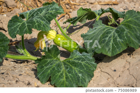 Pumpkin, the entire plant with root and flowers 75086989