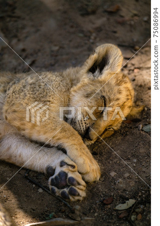 lion cubs cuddling 75086994