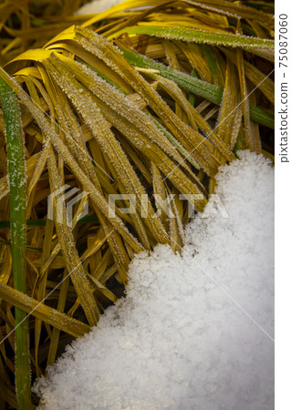 Freezing grass under a layer of autumn snow Freezing grass under a layer of autumn snow 75087060