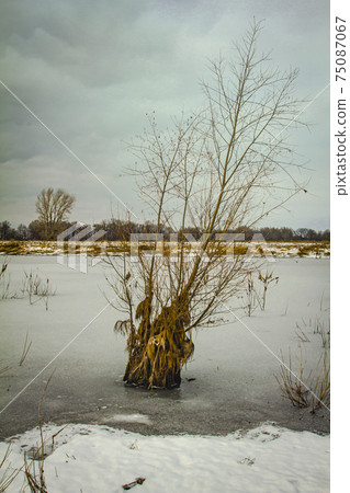 Lonely willow in a frozen pond in an autumn field Lonely willow in a frozen pond in an autumn field 75087067