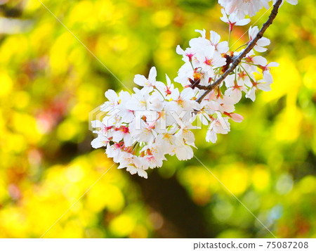 吉野櫻花樹 吉野櫻花樹 75087208