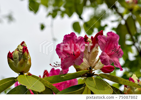 Rhododendron flowering in Arimafuji Park, Sanda City, Hyogo Prefecture 75087802