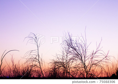 Sunset landscape with tree branches in silhouettes 75088306