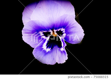 Purple pansy flower planted in the field Purple pansy flower planted in the field 75088315