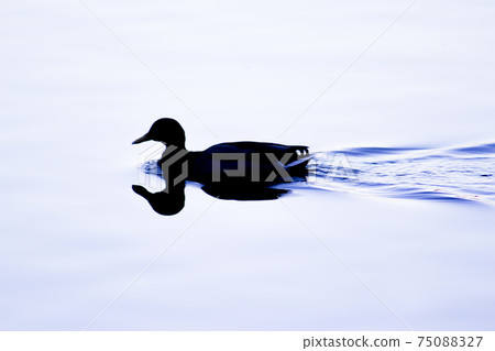 Duck silhouette swimming in a lake 75088327