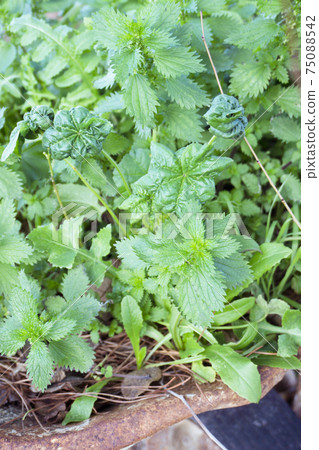 Ecological wild fern planted in greenhouse Ecological wild fern planted in greenhouse 75088542