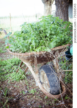 Ecological wild fern planted in greenhouse Ecological wild fern planted in greenhouse 75088543