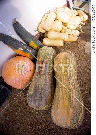Different types of organic pumpkin 75088544