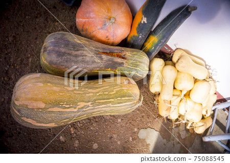 Different types of organic pumpkin 75088545